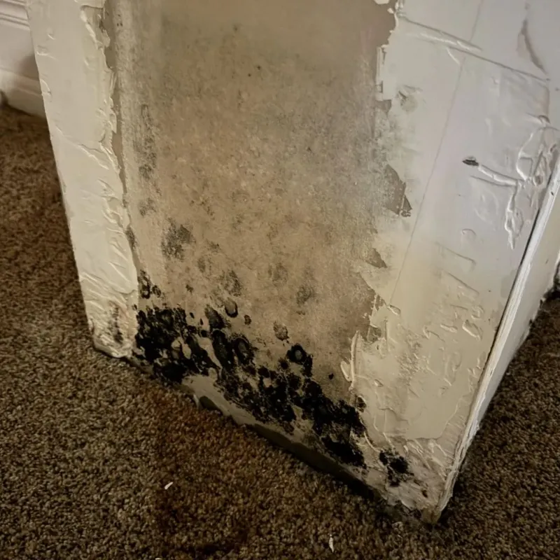 Professional Mold Removal in East Helena, MT